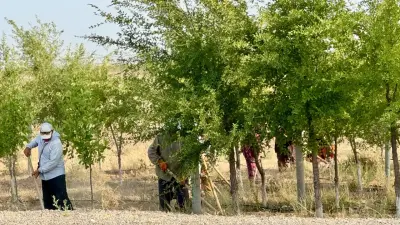 Активизировались работы по озеленению Туркестана  