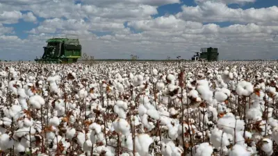 Туркестан: начато строительство 10 крупных заводов по производству хлопка
