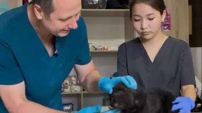 Забота о братьях наших меньших: ветеринарные клиники и приюты Астаны