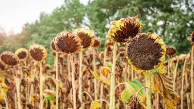 О выгодах и рисках современной кооперации. Как аграриям проще покупать технику и сбывать продукцию