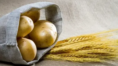 Семенной вопрос: зачем Казахстану вступать в международный союз UPOV и что это даст фермерам