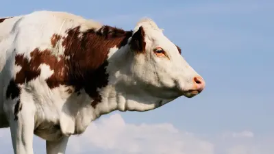 "Это откат, а не прогресс". Какого качества говядина на столах казахстанцев и почему мяса мало  