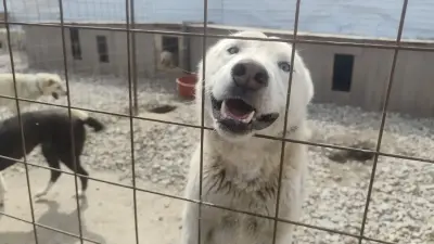 Приют надежды: как близ Алматы спасают тех, кого однажды предали люди