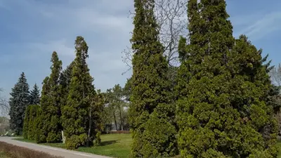 Какие вредители угрожают туям Главного ботанического сада Алматы и что решили учёные в этой связи