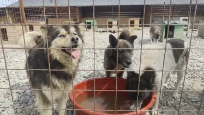 Молчание – согласие на убийство. Свыше 50 тысяч казахстанцев уже выступили против эвтаназии бездомных собак и кошек