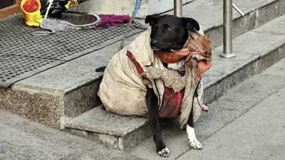 Синдром Плюшкина: как страх бедности приводит к накопительству и психическому расстройству