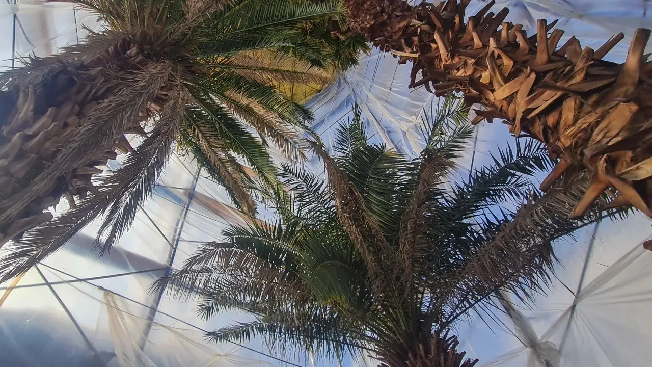 Пальмы от морозов защищают плёнка и тепловые пушки / Фото Informburo.kz