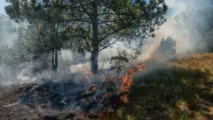 Лесные пожары бушуют во Франции: огонь охватил несколько регионов страны