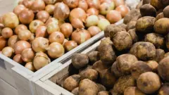 Погода повлияла на урожай? В Минсельхозе дали прогноз по луку и картофелю