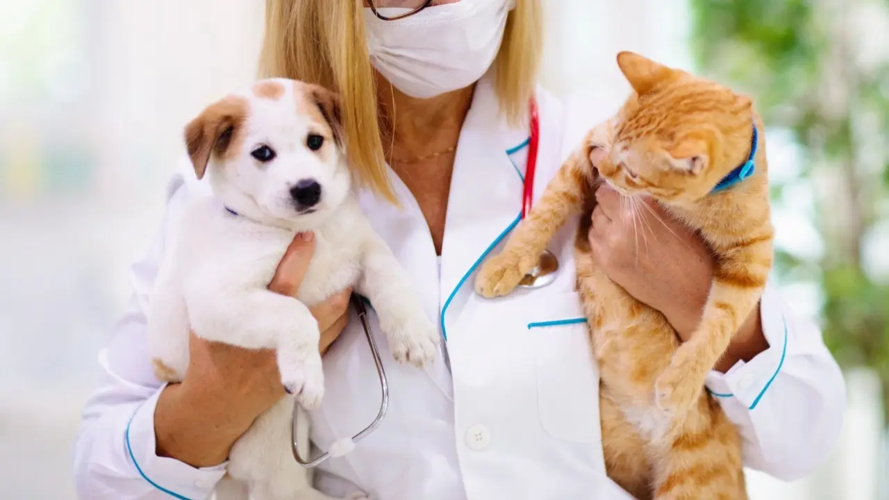 "Тратят много сил и времени". Государственных ветеринаров хотят освободить от работы с собаками и кошками