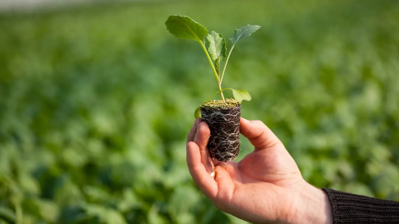 8000 деревьев недосадили вместо вырубленных в СКО