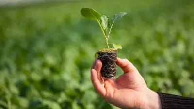 8000 деревьев недосадили вместо вырубленных в СКО