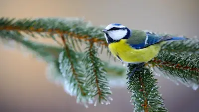 Морозные ночи и дневные оттепели: какой будет погода в феврале в Казахстане