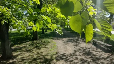 Минимальная пенсия за полгода уходит на одну липу из Польши – депутат раскритиковал закупку дорогих деревьев