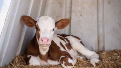 Гибель скота в ВКО: экологи не нашли нарушений