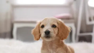 Держать собак на привязи запретили в Польше: закон вступил в силу