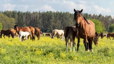 Расстрел лошадей на полях: что предпримет Минсельхоз, чтобы прекратить конфликты между фермерами