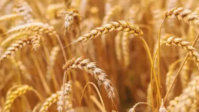 Посевы пшеницы в Казахстане сократят на 125 тысяч га: что будут выращивать вместо неё?