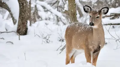 До -37 градусов: морозы ожидаются на большей части Казахстана