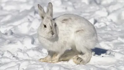 Дикие животные всё чаще выходят к людям в Казахстане: министр экологии назвал причину