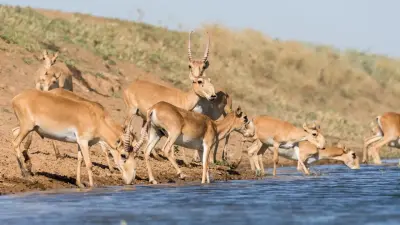 Уничтожили урожай на 400 млн тенге: отстрел сайгаков требуют разрешить аграрии Актюбинской области