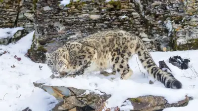Снежный барс и джейран попали в фотоловушки в Алтын-Эмеле