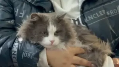 "Животные – не реквизит для контента". Казахстанку, которая прокрутила кота в стиральной машине, наказали