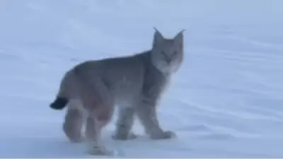 Видео с редкой рысью удалось снять сотрудникам резервата "Семей орманы"