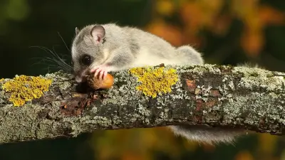 Краснокнижную лесную соню сняли на видео в Чарынском нацпарке