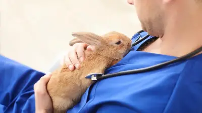 Ежегодно направлять 27 млрд тенге на развитие ветеринарии предложили депутаты: на что пойдут деньги