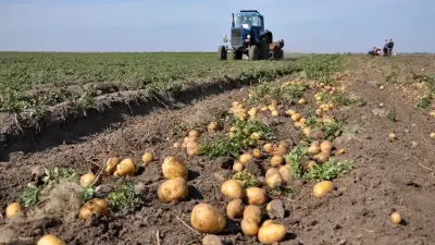 "Работу над ошибками сделали". Глава Минсельхоза не ожидает повторения ситуации с экспортом картофеля