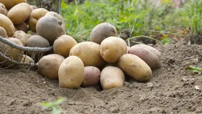 Миллиарды тенге тратили на социальный картофель в Казахстане, когда его и так было много на рынке