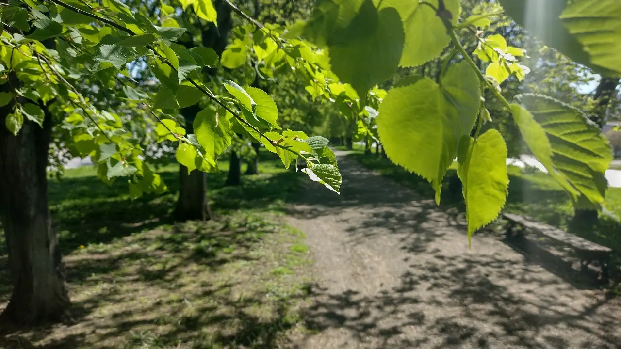 Минимальная пенсия за полгода уходит на одну липу из Польши – депутат раскритиковал закупку дорогих деревьев