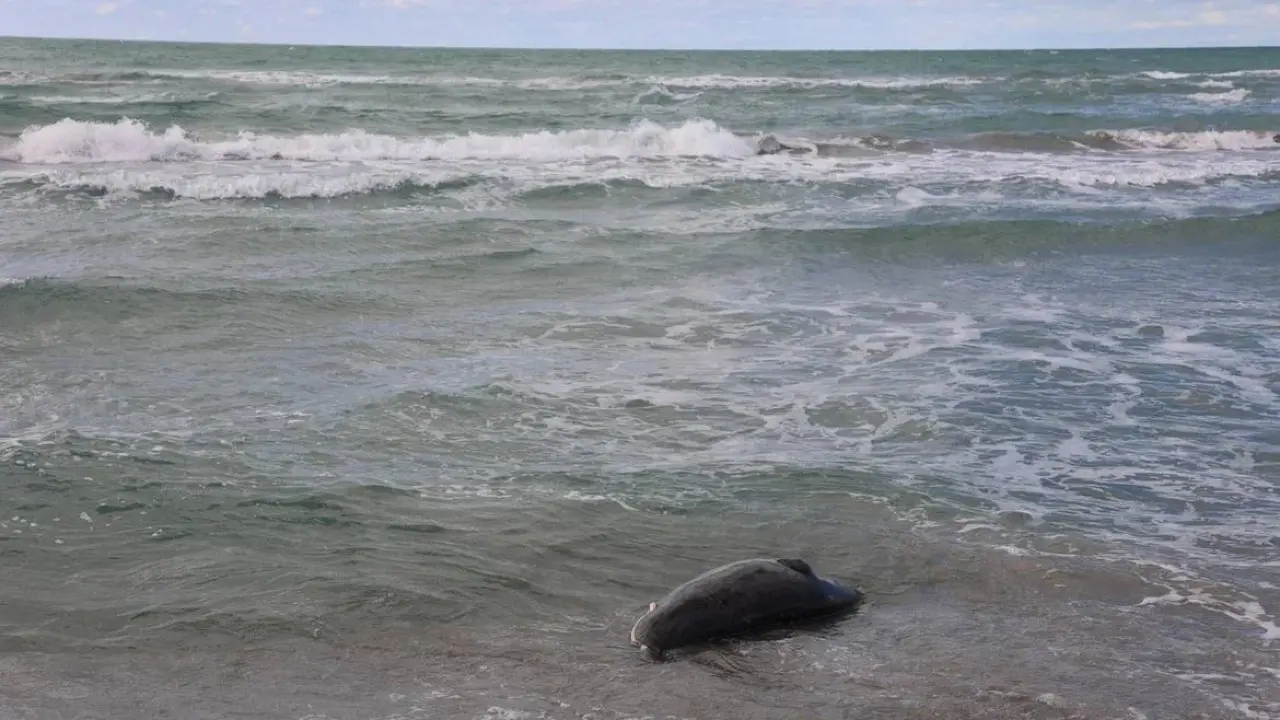 Фото Института гидробиологии и экологии