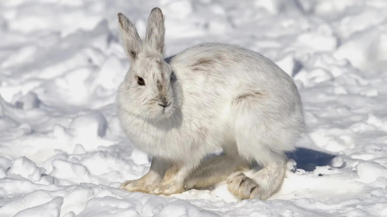 Дикие животные всё чаще выходят к людям в Казахстане: министр экологии назвал причину