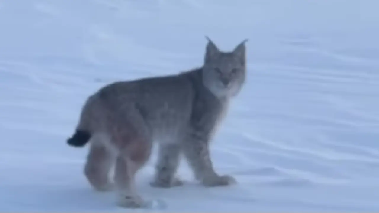 Кадр с видео