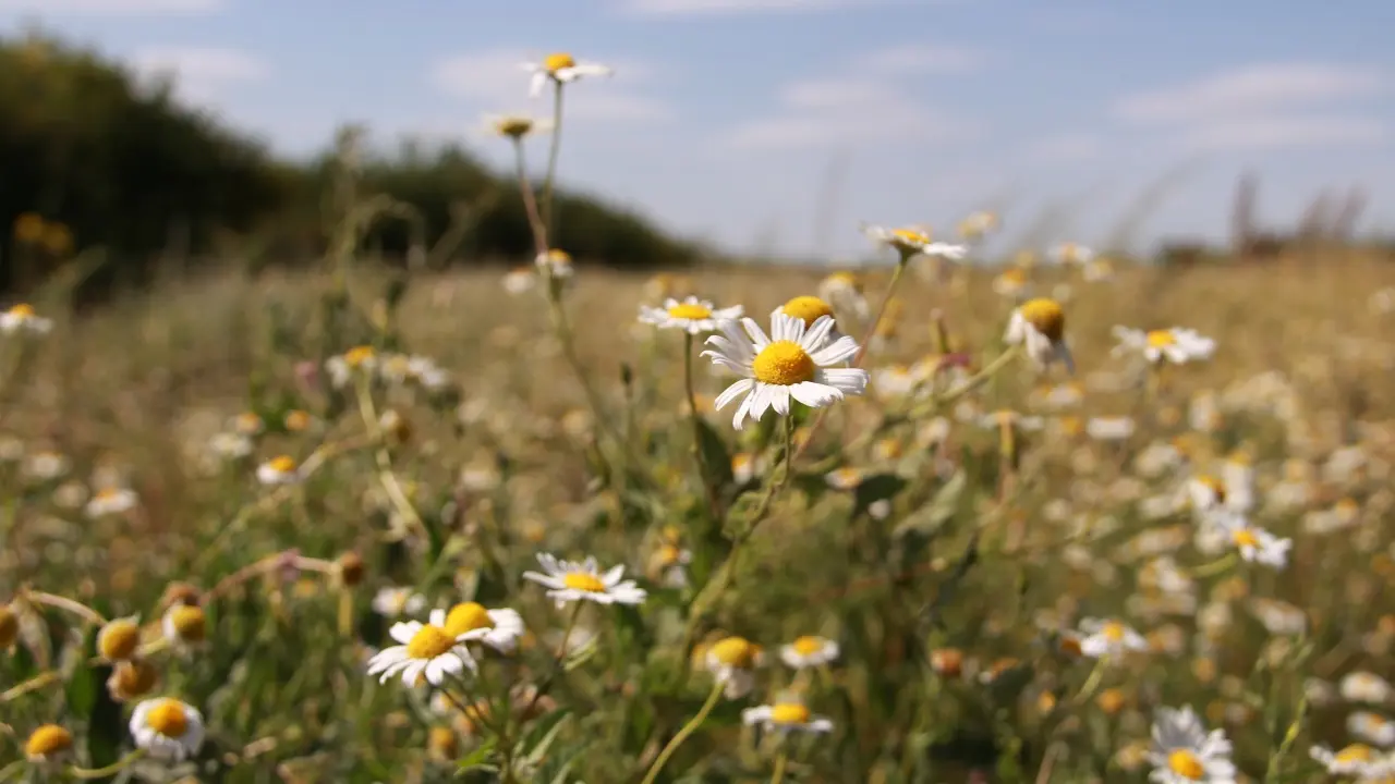Казахстан вошёл в топ-6 стран мира по сельхозугодьям