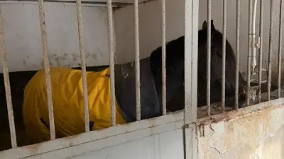 В Алматы решён вопрос размещения лошадей на зимний период