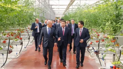 В Шымкенте получили первый урожай томатов в тепличном комплексе Alsera KZ