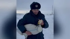 Раненого лебедя спасли в ВКО