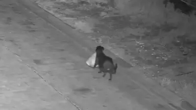 Жителя Италии оштрафовали за то, что он научил свою собаку выбрасывать мусор в неположенных местах