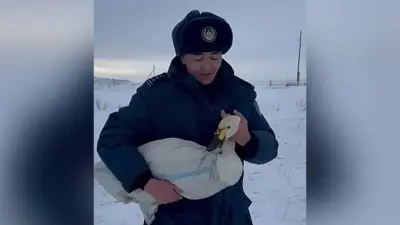 Раненого лебедя спасли в ВКО