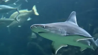 "Лучше сходите в бассейн". Австралийцев предупредили о нападениях акул в Новом Южном Уэльсе