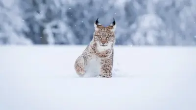 Раненая рысь вышла к людям в Акмолинской области, спасти её не удалось