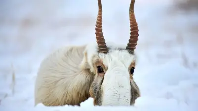 Почему сайгаки зимой заходят в населённые пункты, объяснили казахстанские учёные