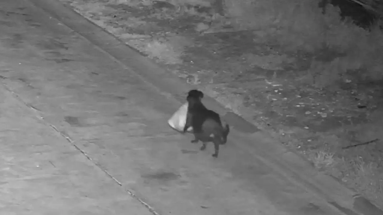 Кадр из видео Commune di Catania / Facebook