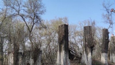 40-летние тополя, которые росли вдоль трассы Алматы – Бишкек, в акимате сочли опасными и спилили