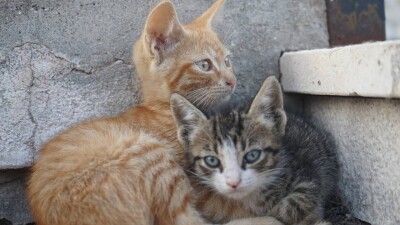 Стерилизовать и вакцинировать бродячих животных не могут в Костанайской области из-за проблем с госзакупками