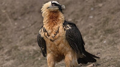 Конкурс на 1 млн тенге: что хотят видеть на логотипе зоопарка Алматы
