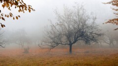 Прогноз погоды на 2 ноября: гололёд, туман и усиление ветра ожидаются на севере и востоке Казахстана